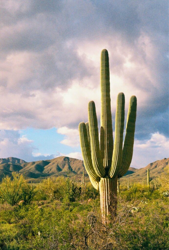 The New York Times Mentions Saguaro National Park