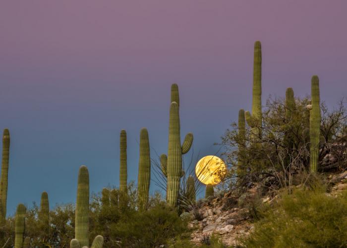 Cool Summer Nights Desert Museum