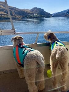 Dogs loved the 22 foot pontoon boat that we rented from the Roosevelt Lake Marina