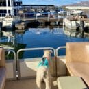 The dogs had a blast on one of the pontoon boats at Roosevelt Marina