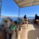 Dogs enjoying the pontoon rental boat on Roosevelt Lake