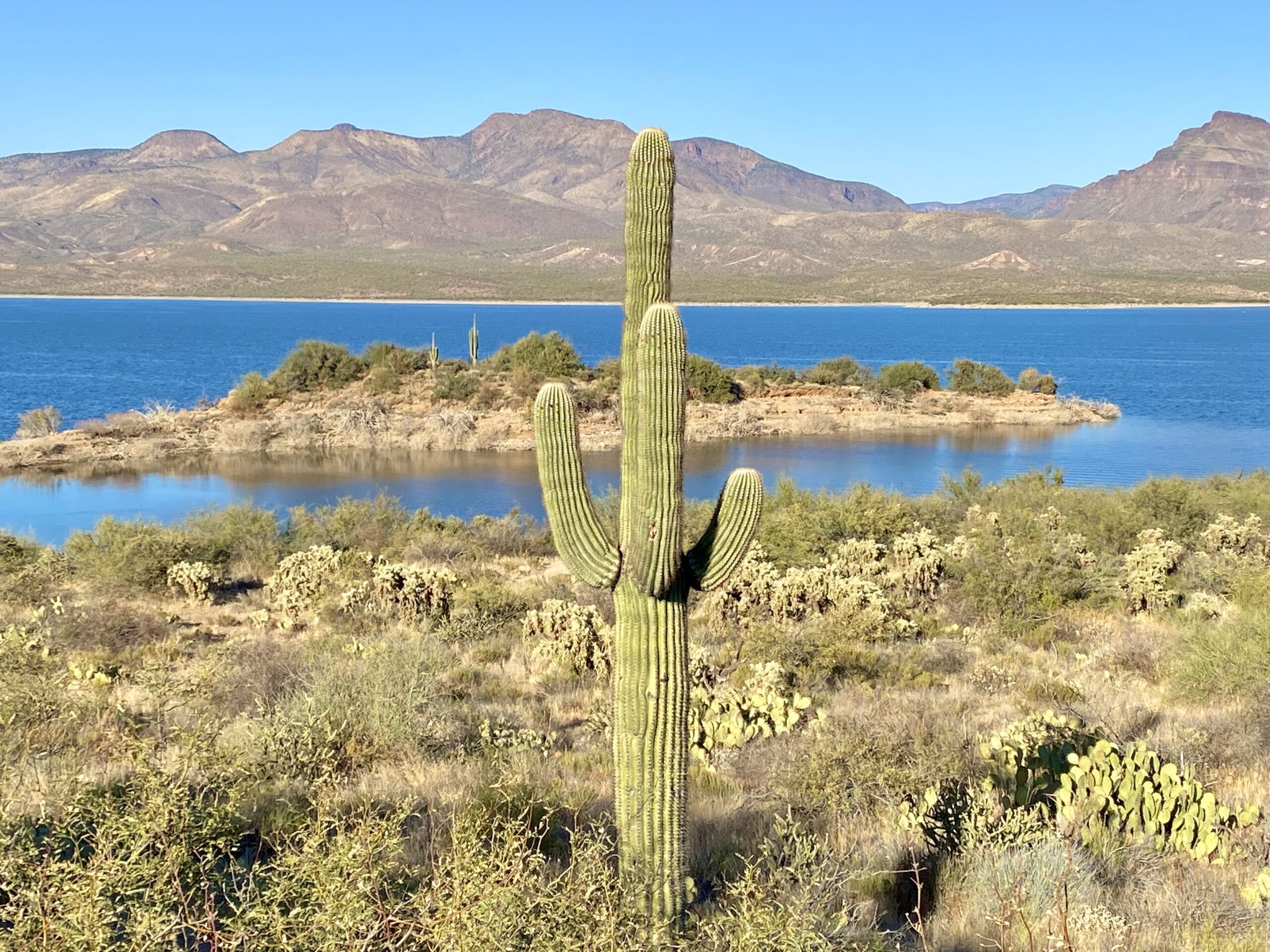 Saguaro at Roosevelt Lake in Arizona