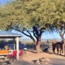 Horse Campsites at Roosevelt Lake in AZ come with Corral