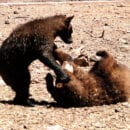 Bearizona Bear Cubs