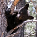 Bear Cub Bearizona