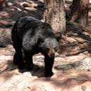 Black Bear Bearizona