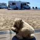 Baxter on the Beach