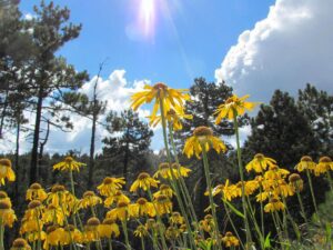 Meadow Trail is a Beautiful Hike on Mt. Lemmon