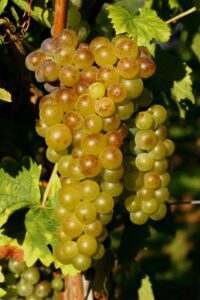 Malvasia Grape at Sand-Reckoner Vineyards