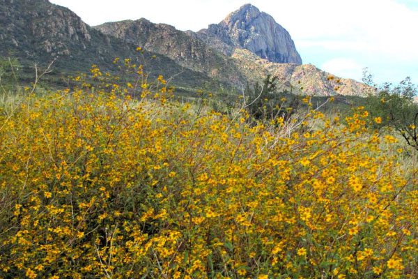 Enjoy a Great Hike in Madera Canyon