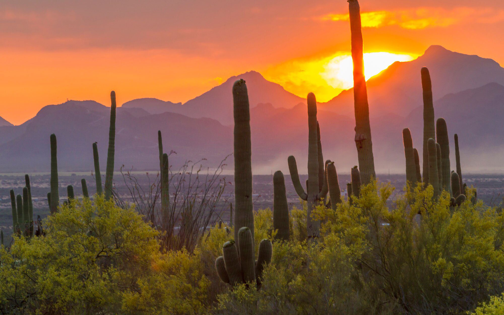 The New York Times Mentions Saguaro National Park