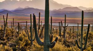 Image of the Saguaro National Park