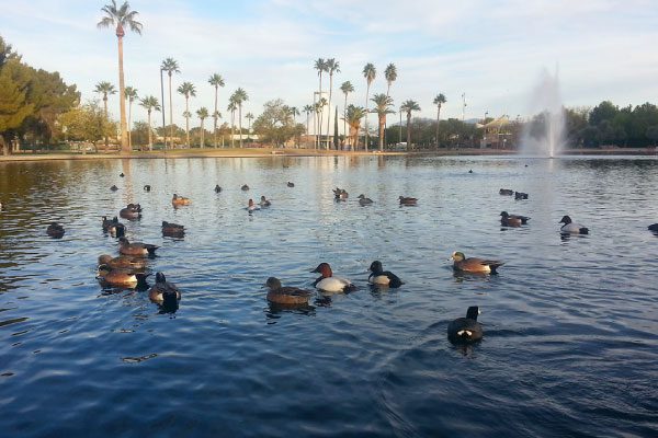 Duck Pond