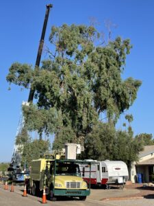 Bartlett Tree Experts Can Tackle the Largest Problems