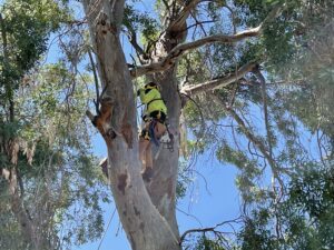 Bartlett Tree Experts