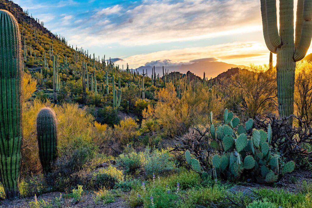 Tucson Mountain Park