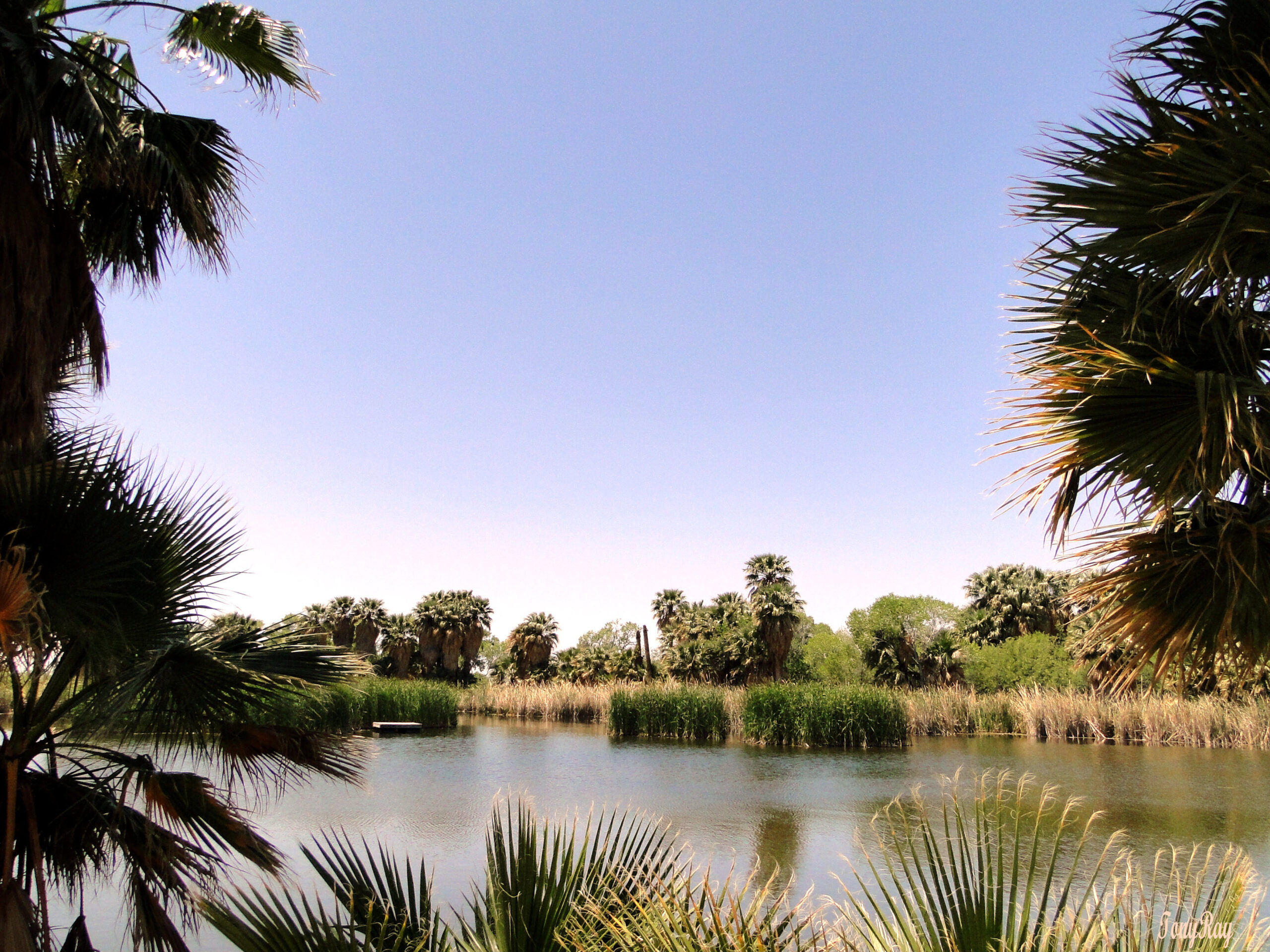 Agua Caliente Regional Park