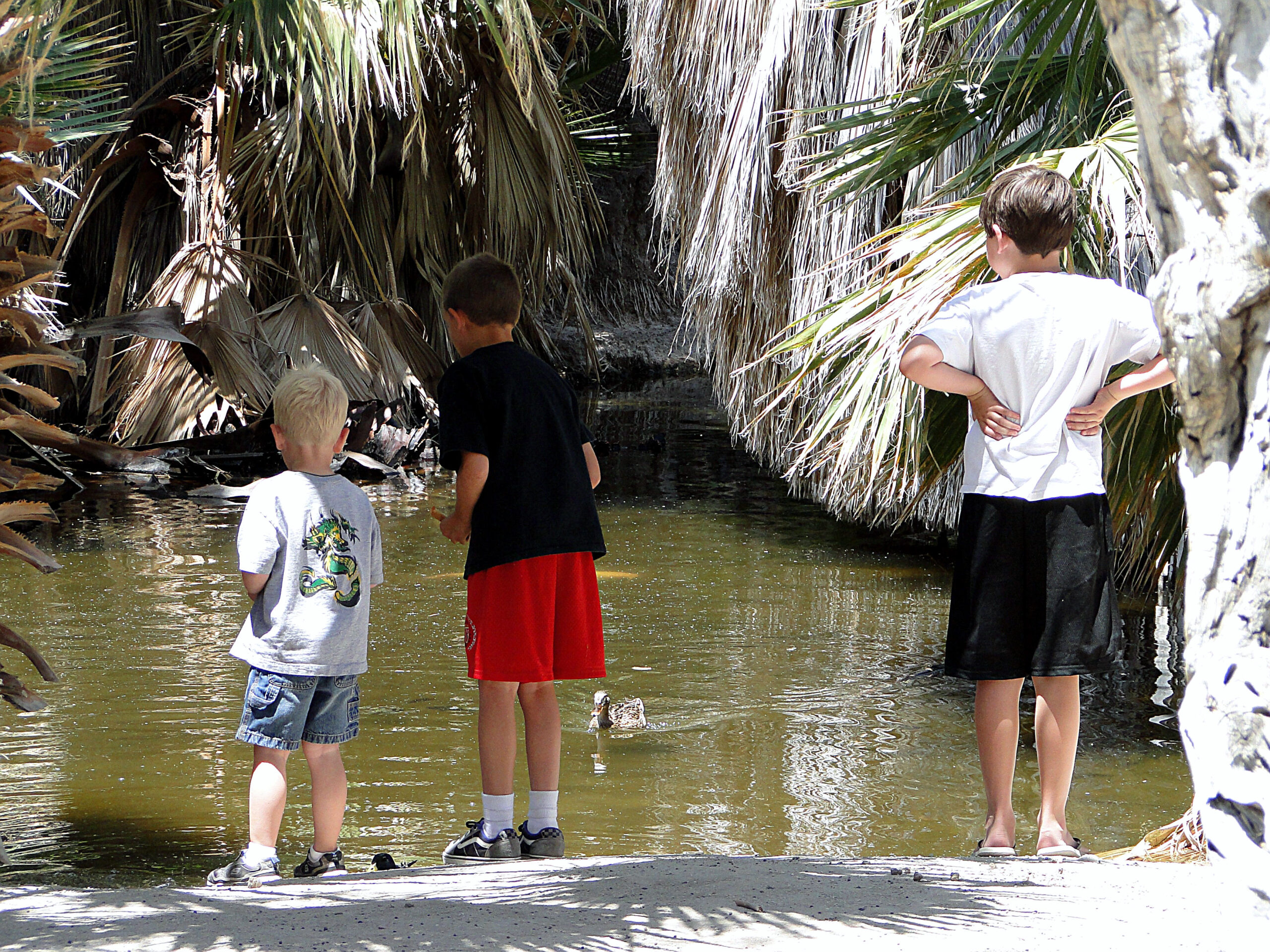 Three young boys standing by a pond at Agua Caliente Park, watching a duck wade through the water, with palm trees and birds in the background.