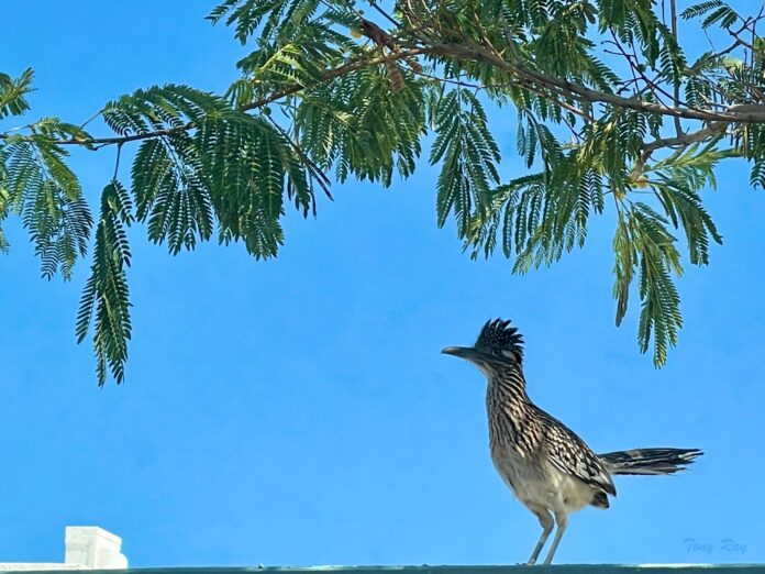 Roadrunner standing beneath a tree near Menlo Park and A Mountain in Tucson, Arizona